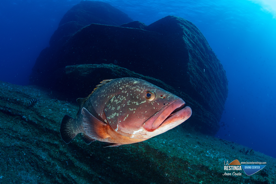 BAJON'S DIVING WEEK - Imagen 56 de los d&iacute;as extra&ntilde;os. 